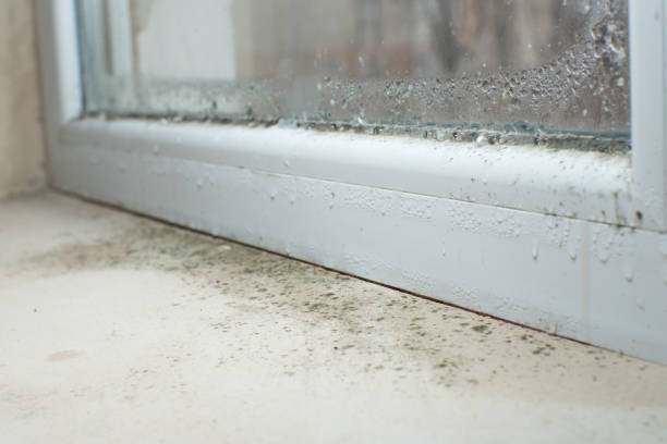 Professional Mold Removal in Heidelberg, PA